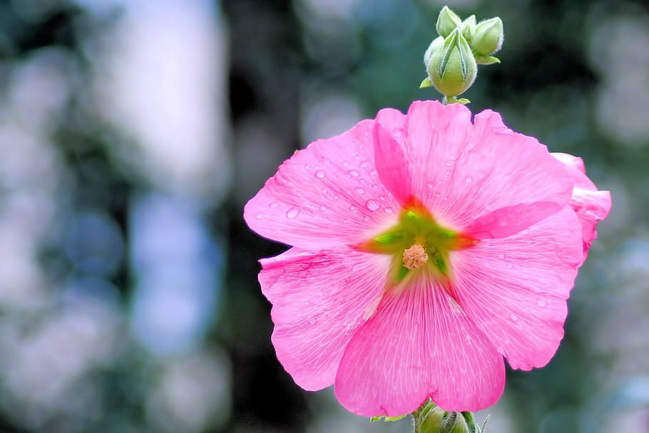 mallow, hollyhock flower, stock rose, garden, summer, pink, HD wallpaper