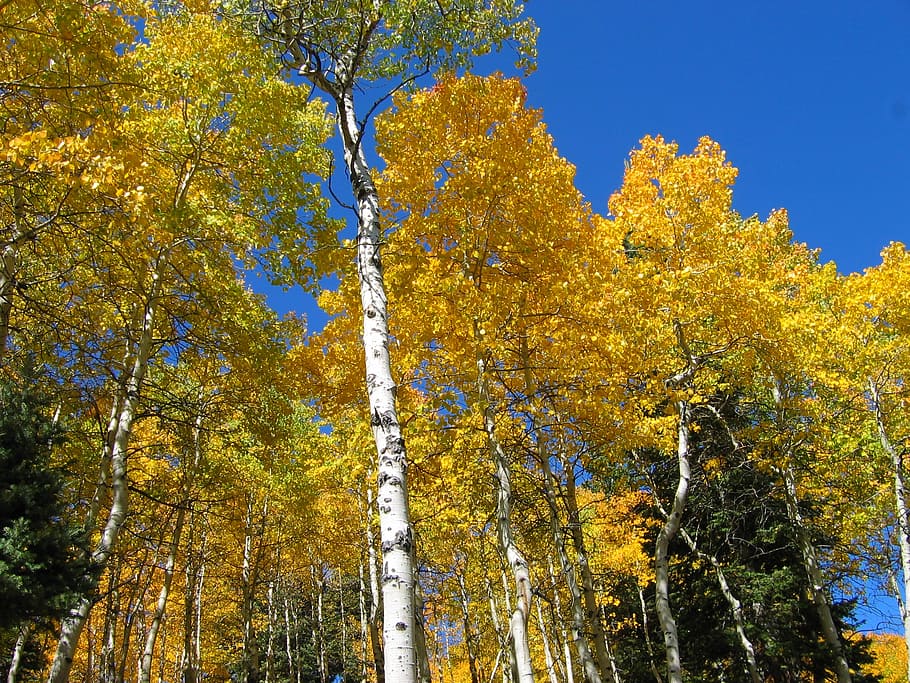 trees, forest, autumn, fall, blue sky, nature, aspen, plant HD wallpaper