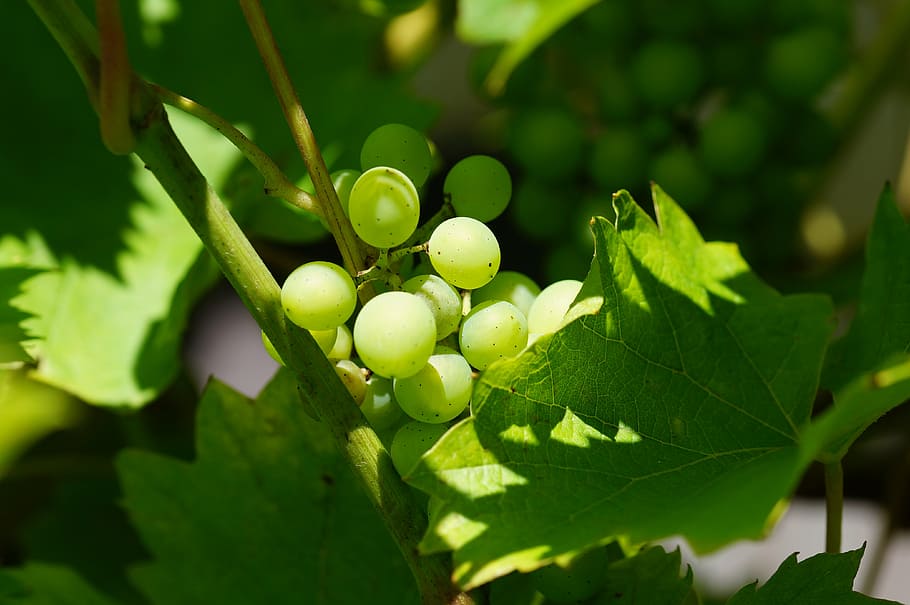 wine, green, grapes, macro, vine, green grapes, fruit, agriculture HD wallpaper