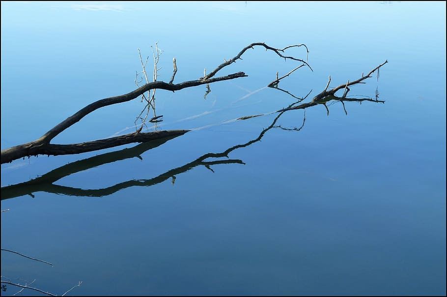 Reflection, Branch, Water, Calm, peaceful, tranquil, mirror image HD wallpaper