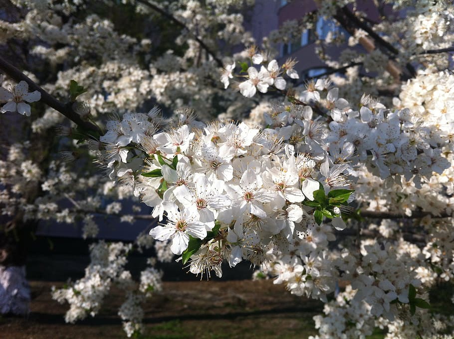 flowers, spring, white, flowering plant, freshness, blossom HD wallpaper