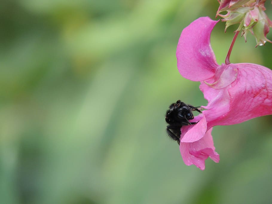 hummel, blossom, bloom, nectar, nature, close, insect, summer HD wallpaper