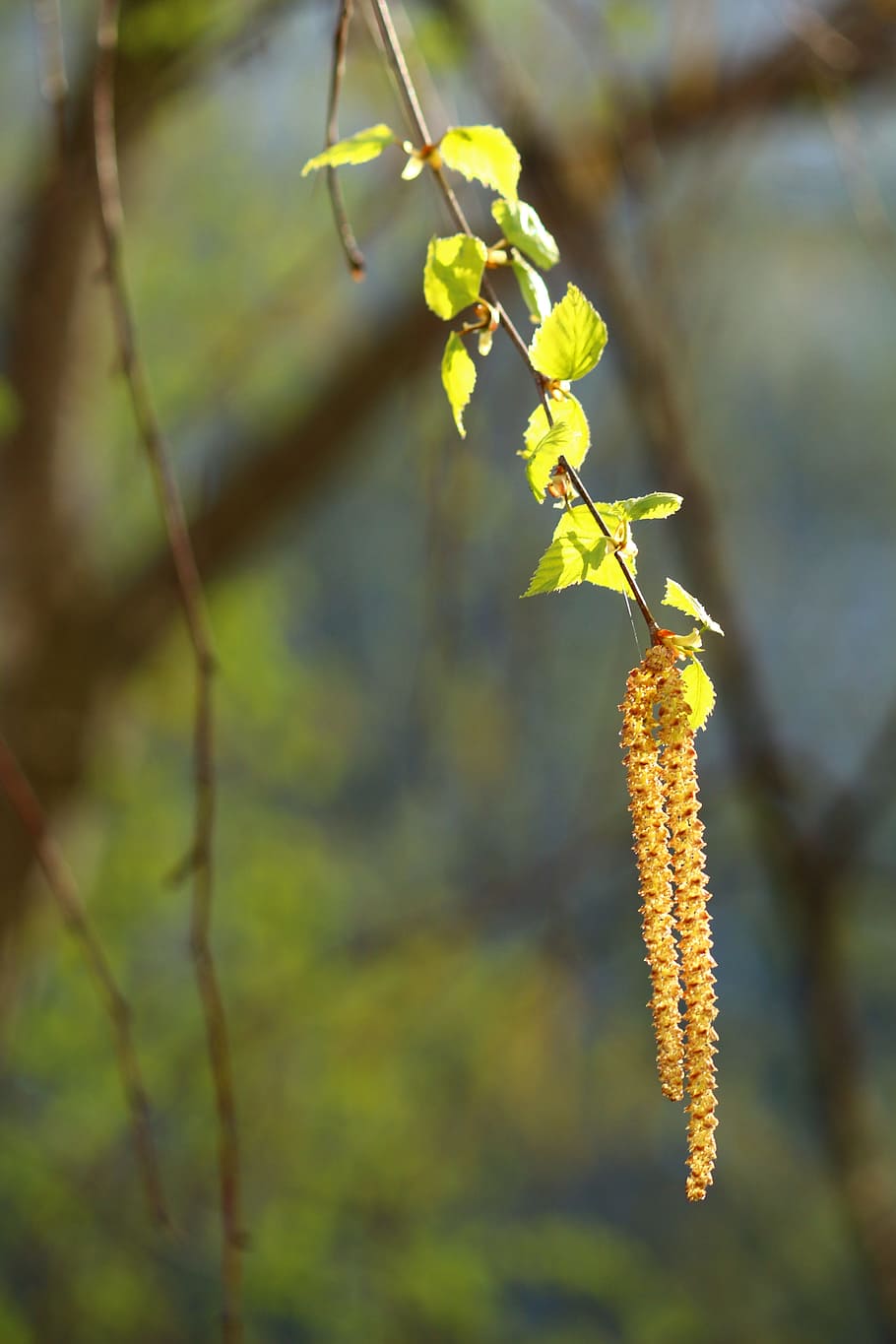 spring, birch, trees, forest, living nature, greens, plant HD wallpaper
