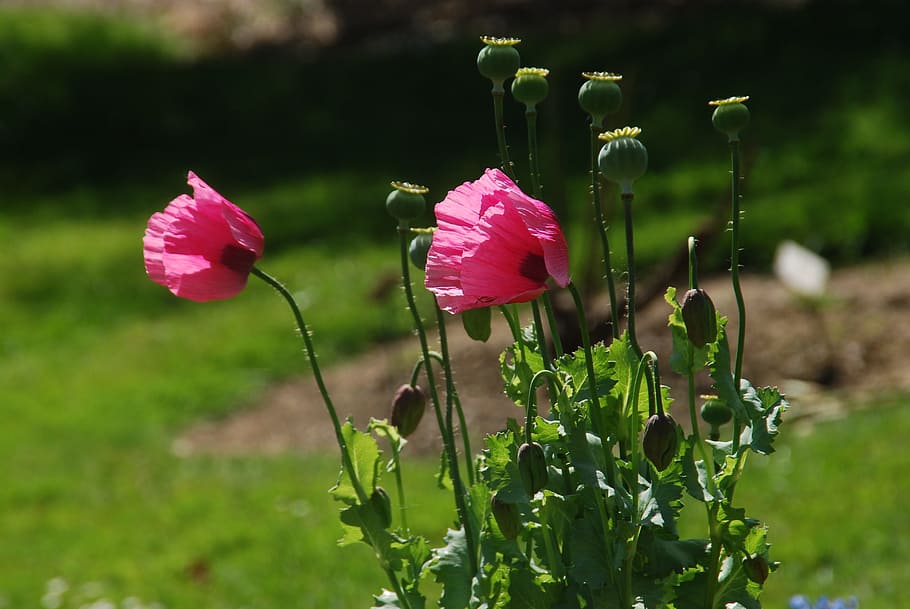 Poppy, Pink, Summer, flower, pink color, plant, growth, nature HD wallpaper