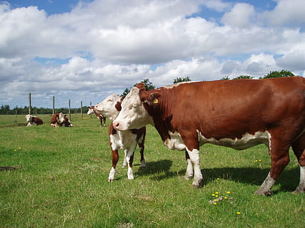 Cattle, Hereford, Clouds, Farm, sky, rural, field, pasture HD wallpaper