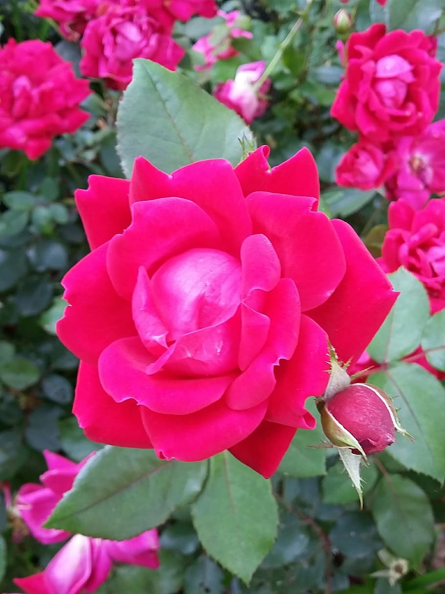 single rose, blossom, flower, red roses