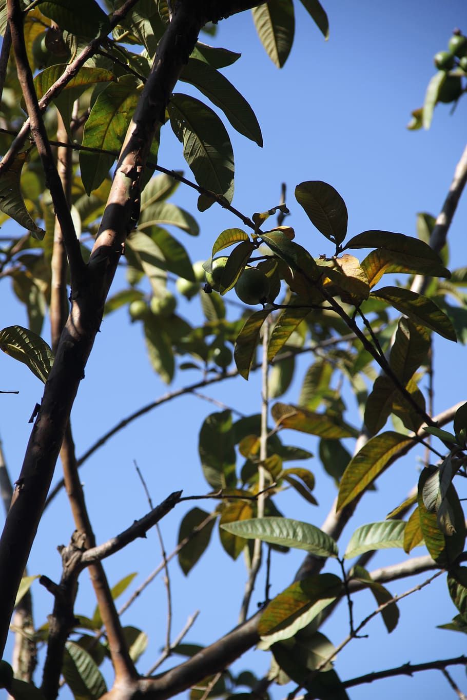 branch, leaves, branches, tree, leaf, plant, nature, sky, blue HD wallpaper