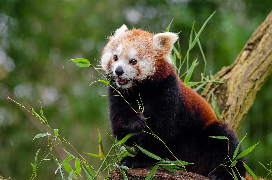 selective focus photography of Red panda on tree branch, little panda, HD wallpaper
