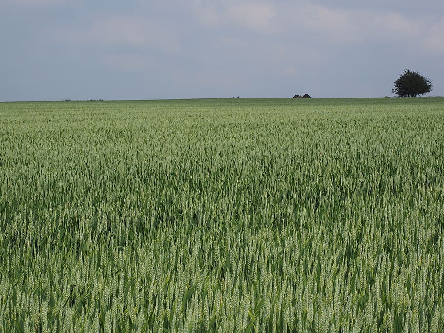 wheat field, wheat spike, cornfield, cereals, summer, agriculture