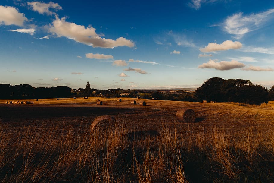 bales of hay on field, photo, roll, hays, daytime, farm, fields HD wallpaper