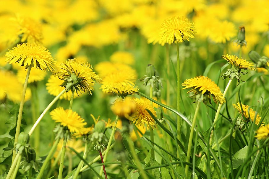 tilt shift photography of yellow flowers, dandelion, spring HD wallpaper
