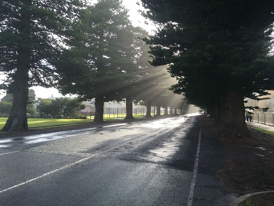 Trees, Street, Sunbeam, road, transportation, day, outdoors HD wallpaper