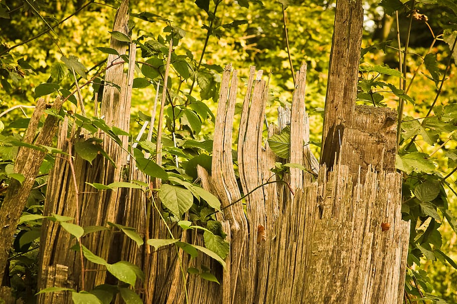 tree, log, nature, forest, gnarled, wood, tribe, bark, like HD wallpaper