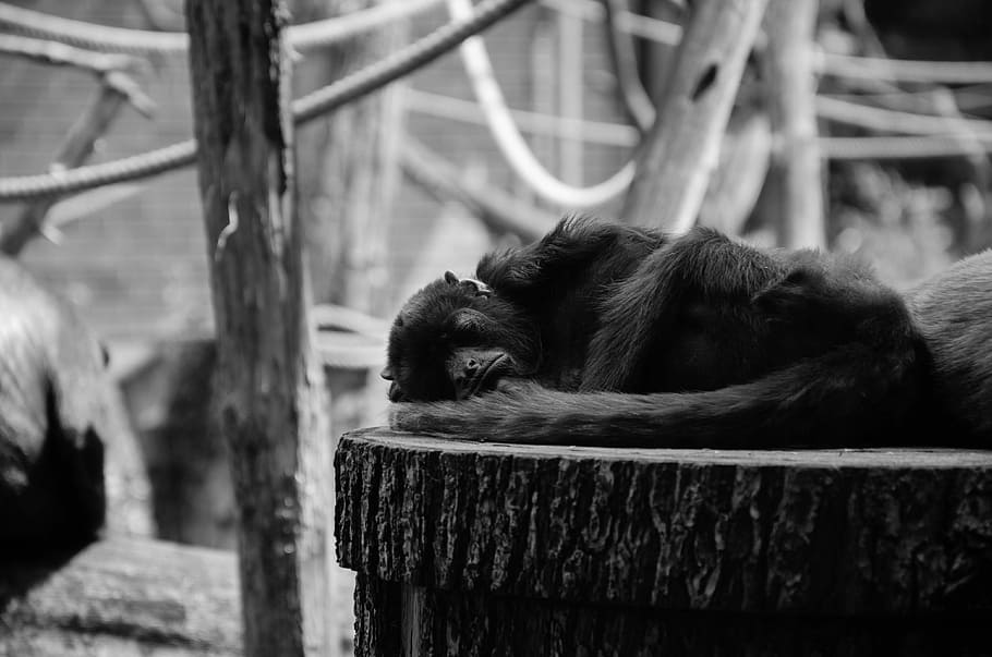 grayscale photography of monkey, primate sleeping on woode, sleeping monkey HD wallpaper