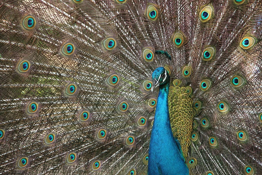 Pavo real 1080P, 2K, 4K, 5K HD wallpapers free download | Wallpaper Flare