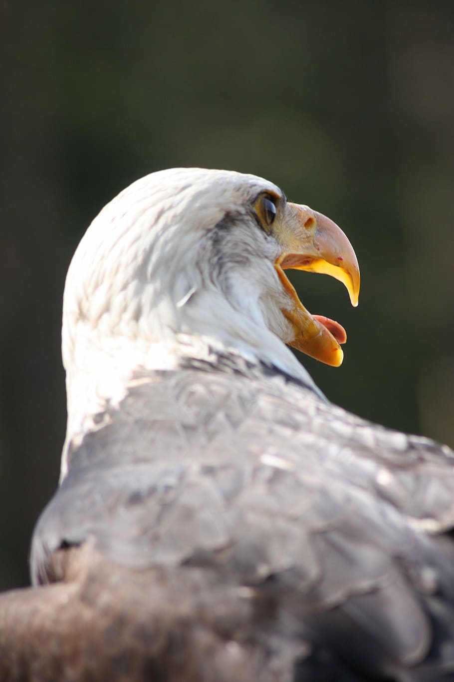 adler, close, beautiful, animals in the wild, animal themes HD wallpaper