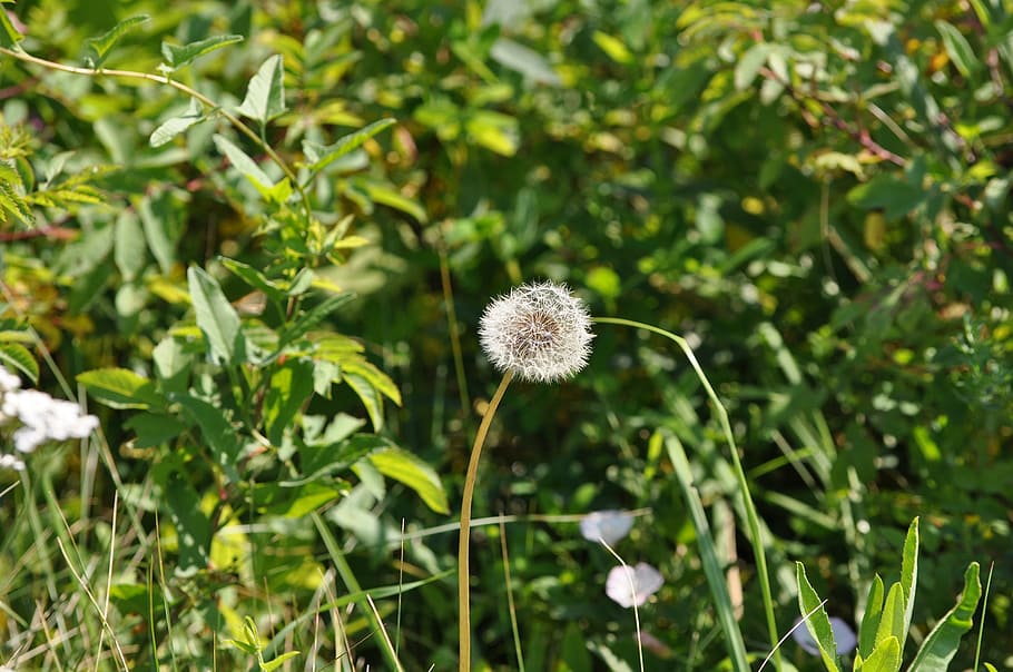 nature, dandelion, flower, summer, plant, living nature, outdoors HD wallpaper