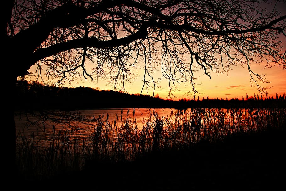 silhouette of trees near body of water at golden hour, afterglow