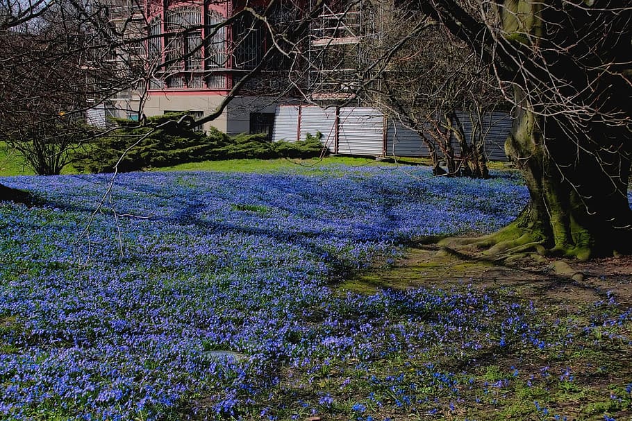 spring, flowers, landscape, park, blue, blue lawn, beauty, blue flower HD wallpaper