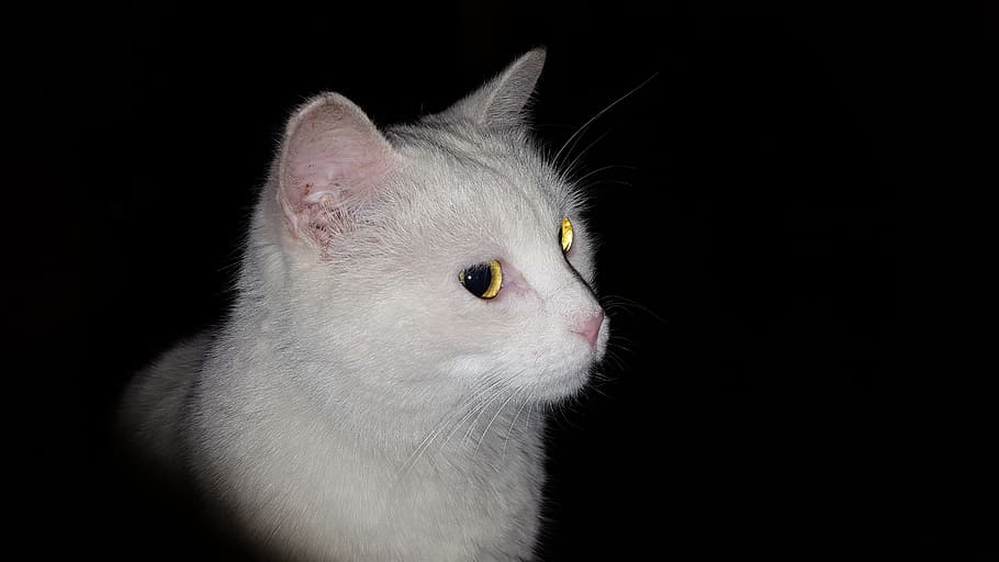 White Cat, Night, black background, pets, one animal, domestic animals HD wallpaper