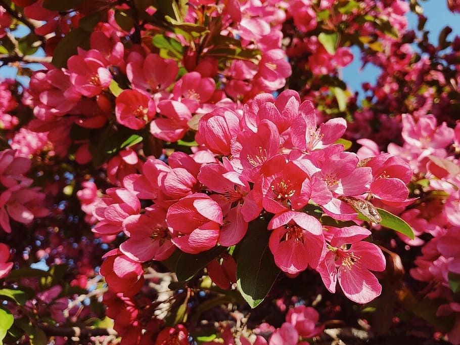 spring, flower, blossom, crabapple, pink, nature, spring flowers HD wallpaper