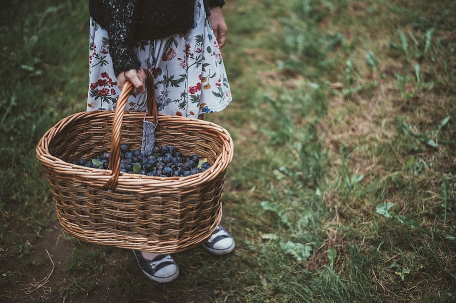 Child holding basket of damsons, person carrying wicker basket HD wallpaper