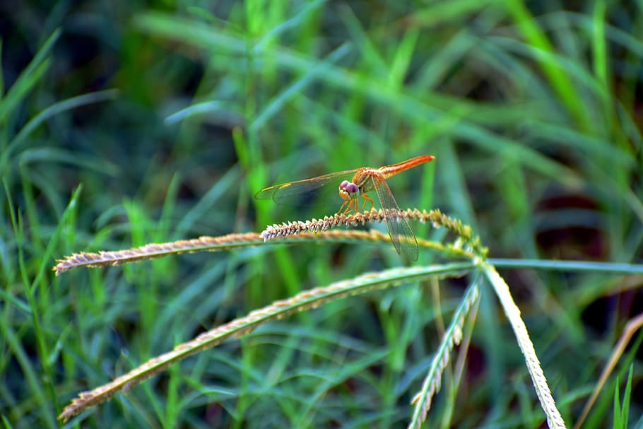 dragonfly, macro, golden, insect, animal themes, animal wildlife HD wallpaper