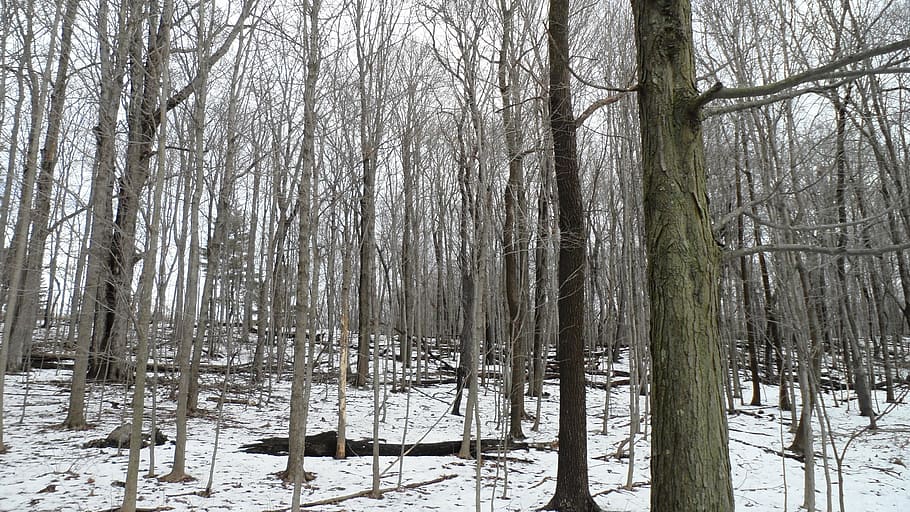 trees, forest, winter, nature, environment, park, scenery, outdoor HD wallpaper