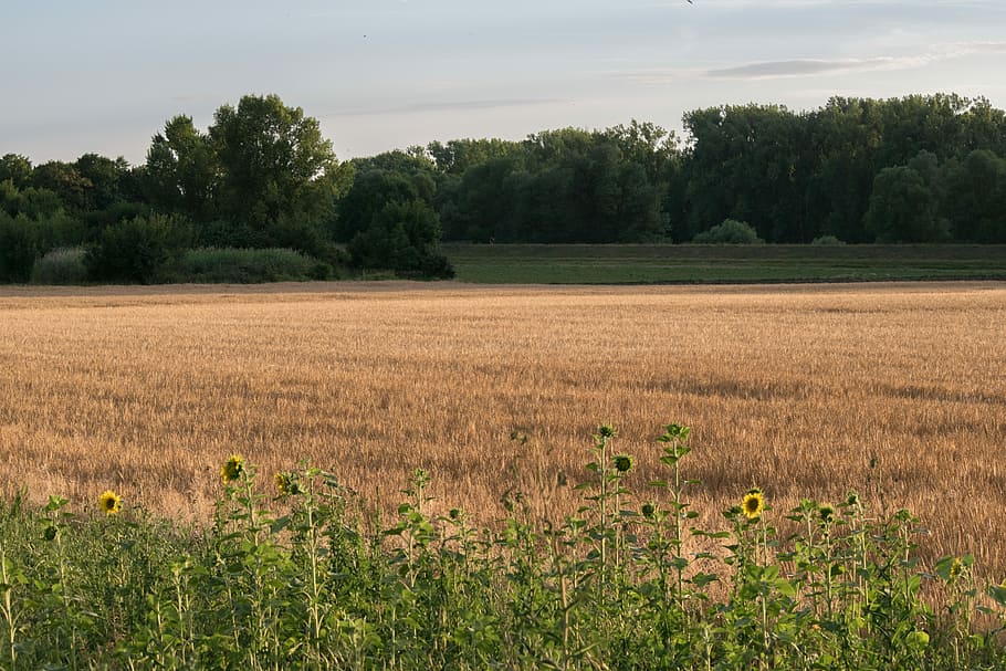 field, wheat, trees, wheat field, agriculture, nature, summer HD wallpaper