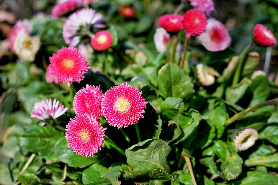 daisy, pink, bloom, spring, nature, flower, flowering plant HD wallpaper