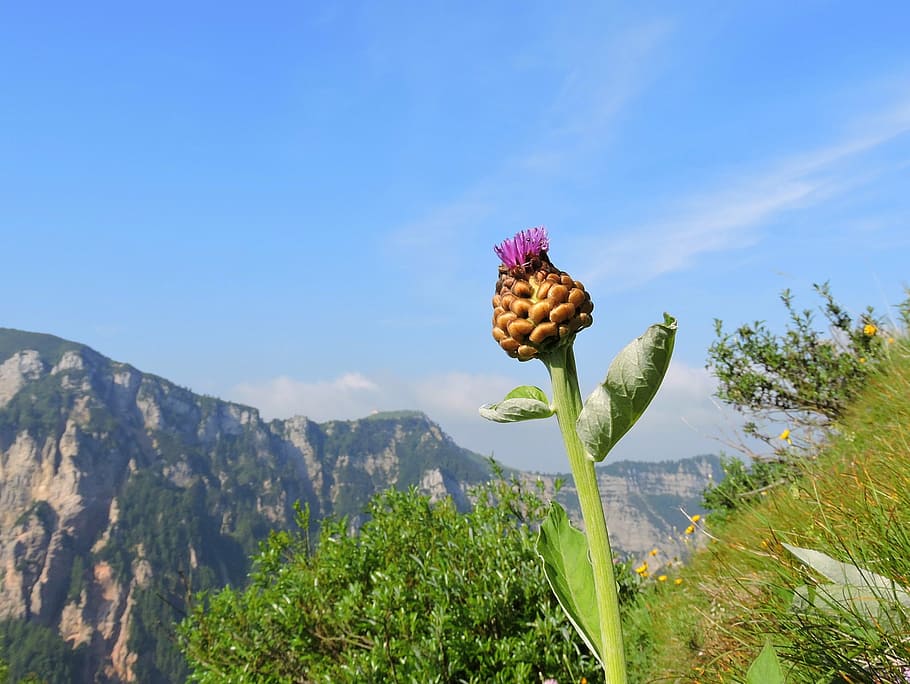 flower, mountain, sky, nature, green, plant, growth, beauty in nature HD wallpaper