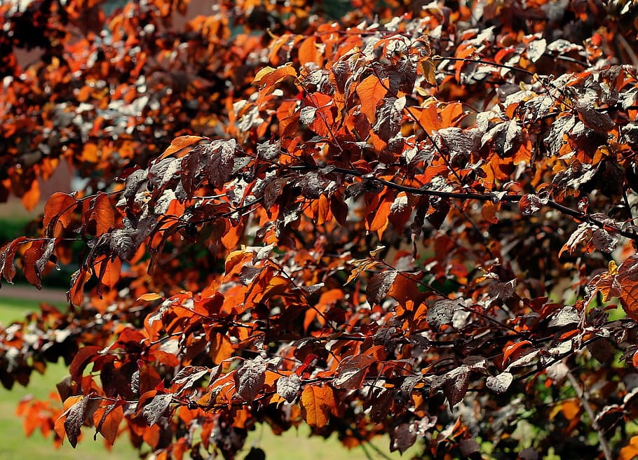Tree, Leaf, Leaves, Branches, Aesthetic, summer, nature, autumn HD wallpaper