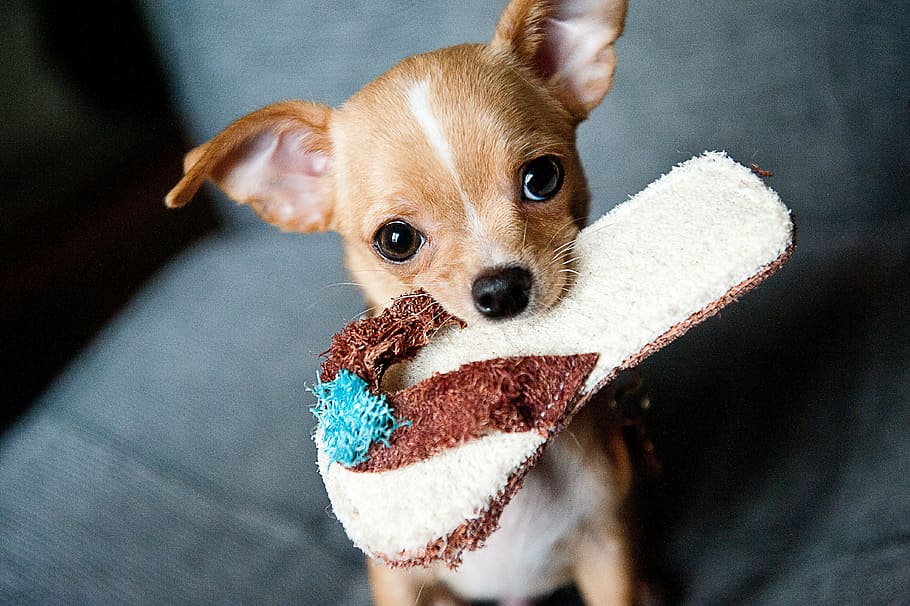 tan chihuahua with slipper on it's mouth graphic wallpaper, puppy