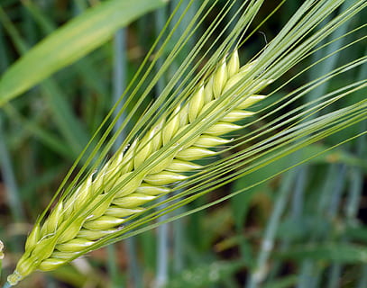 barley, ear, awns, immature, green, cereals, barley field, grain HD wallpaper