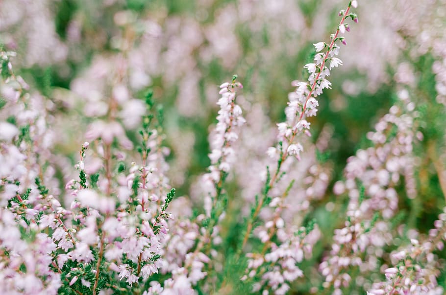Heather, nature, flower, plant, springtime, summer, close-up HD wallpaper
