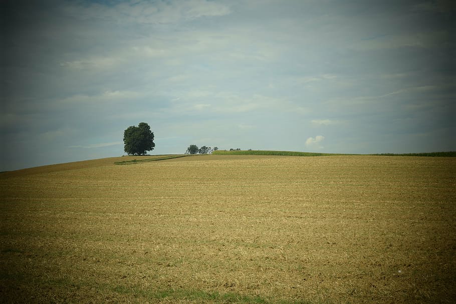 landscape, nature, tree, hill, wide, summer, harvested, harvested grain field HD wallpaper