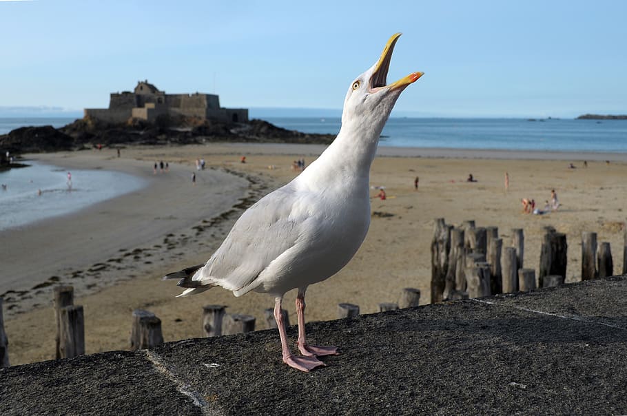 seagull, bird, beach, water, land, animal themes, sky, vertebrate HD wallpaper