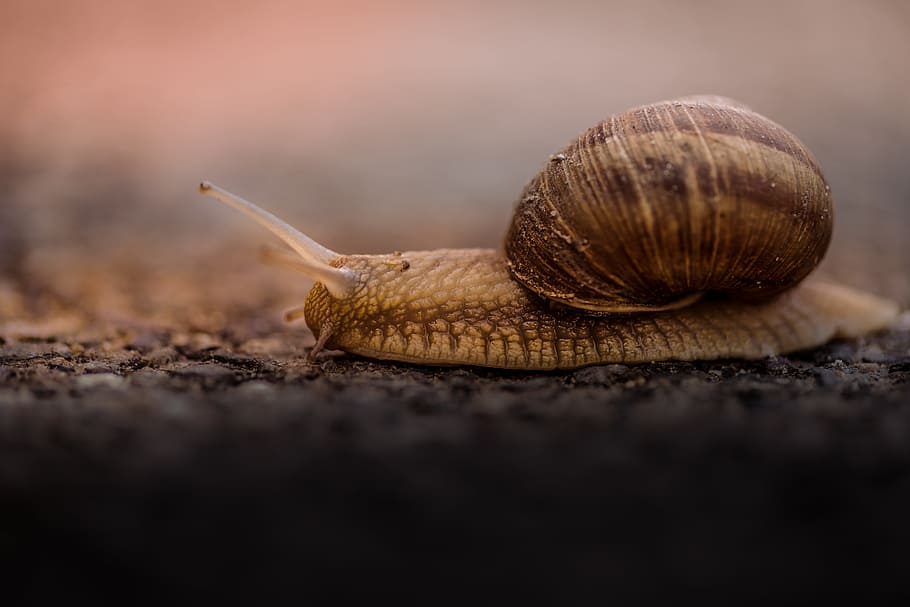 shallow focus photo of brown snail, brown snail crawling, life HD wallpaper