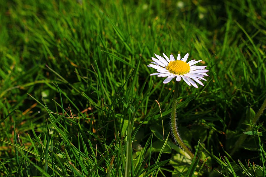 daisy, flower, meadow, grass, close, spring, plant, garden HD wallpaper