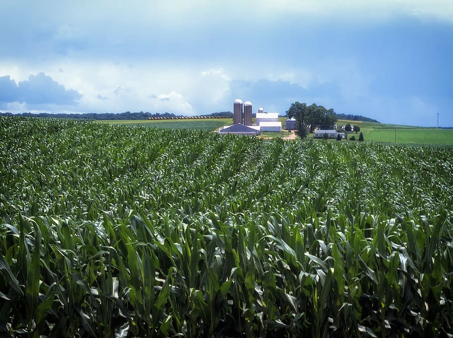 Embracing Tradition: The Amish Harvest Season in Lancaster, Pennsylvan |  snyders.furniture