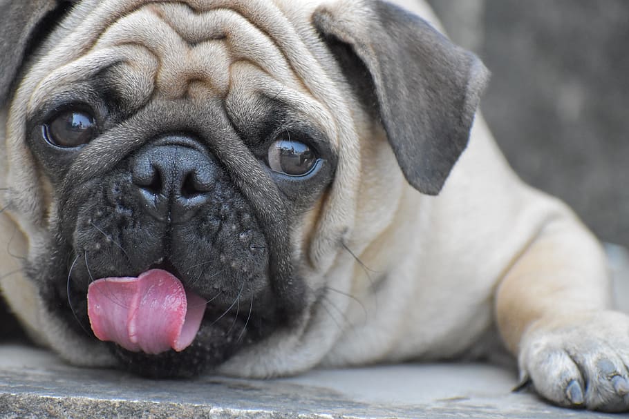 adult fawn pug close-up photo, doggy, pup, tongue, round eyes HD wallpaper