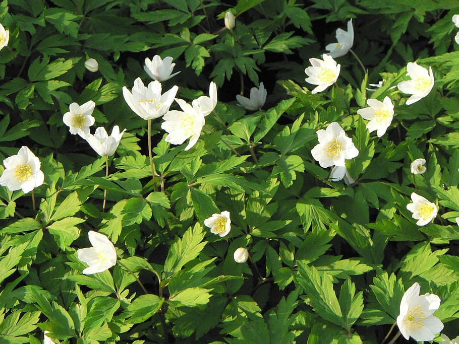 anemone, spring, flowers, forest, flowering, nature, wild flower HD wallpaper