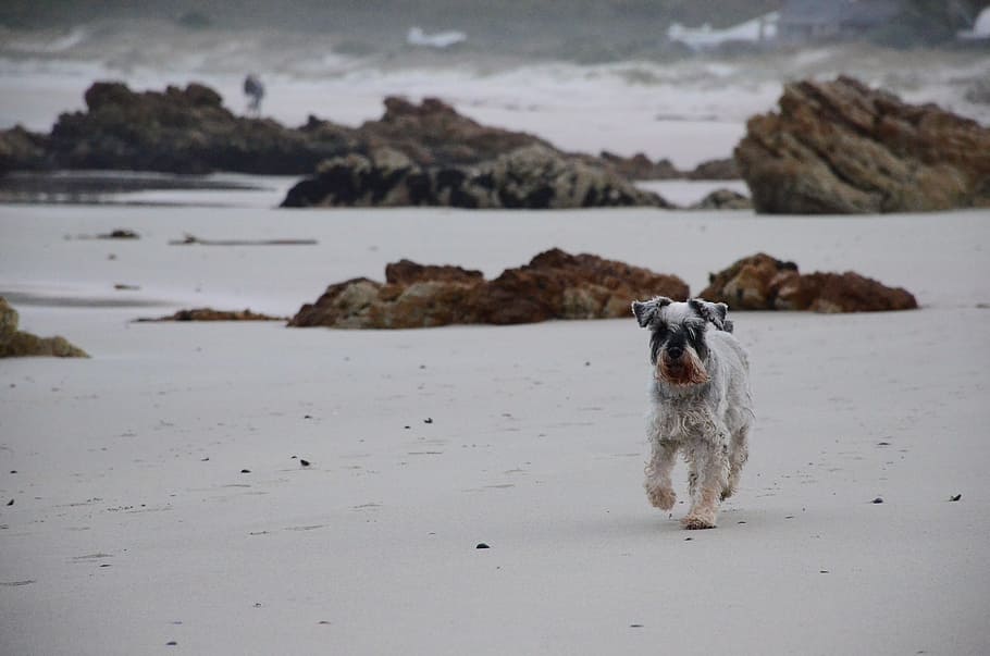 Beach, Dog, Waves, Pet, pets, domestic animals, one animal HD wallpaper
