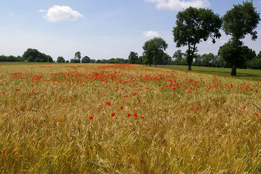 barley, fields, nature, landscape, prairie, grass, green, fleurs des champs, HD wallpaper