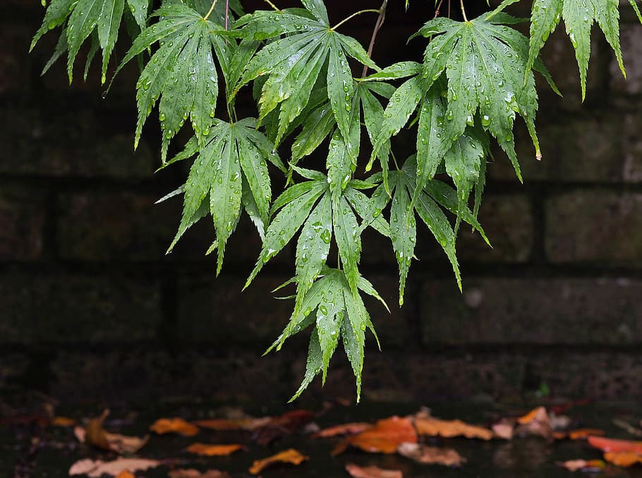 acer, maple, leaves, leaf, wet, rain, drip, dripping, foliage HD wallpaper