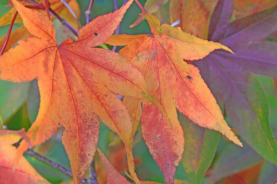 Leaf, Leaves, Forest, Tree, Autumn, red, change, maple leaf HD wallpaper