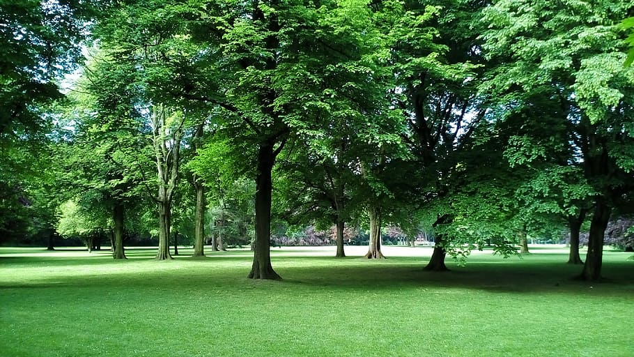 forest, park, nature, trees, landscape, meadow, plant, green color HD wallpaper