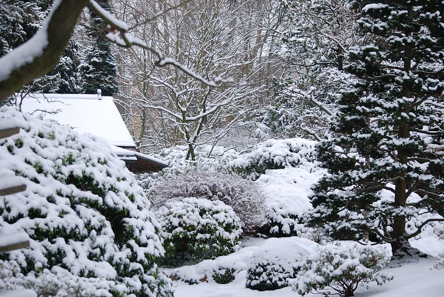 winter, garden, snow, cold temperature, tree, plant, white color HD wallpaper