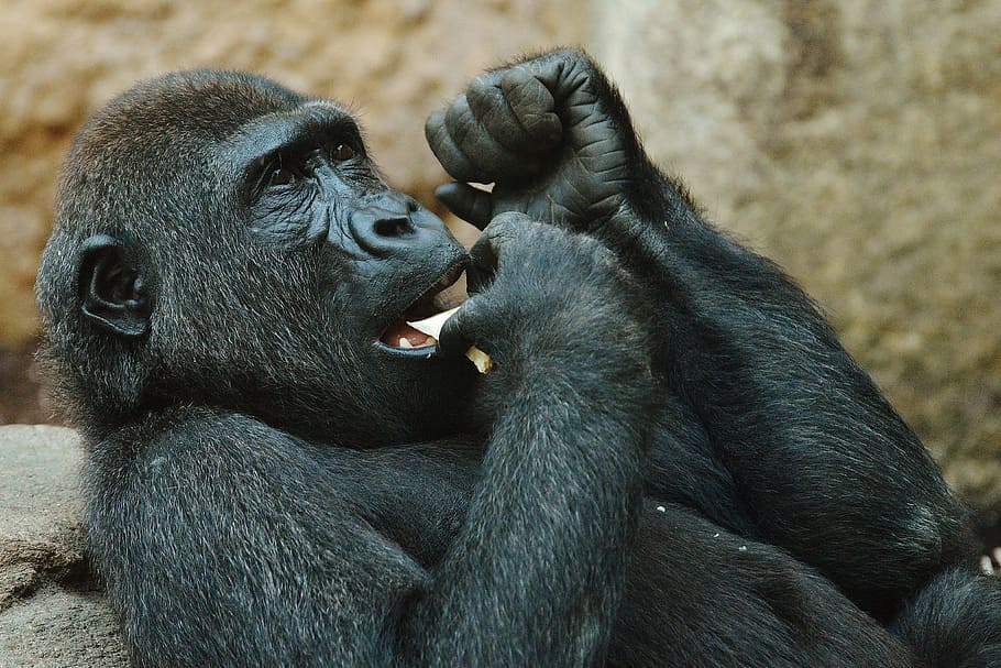 Monkey, Gorilla, Eat, Zoo, Animal, wild animal, tierpark hellabrunn HD wallpaper