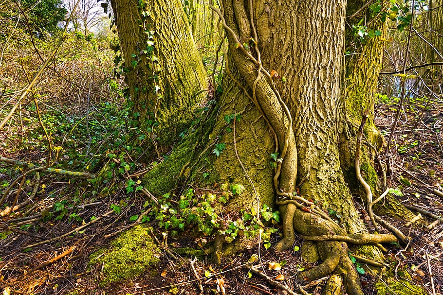 brown tree roots and trunks, tree-trunk, tree-root, ivy, vine HD wallpaper